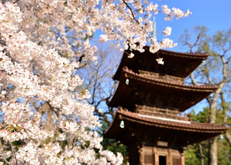 国指定有形文化财的三重塔「圆通合」与樱花