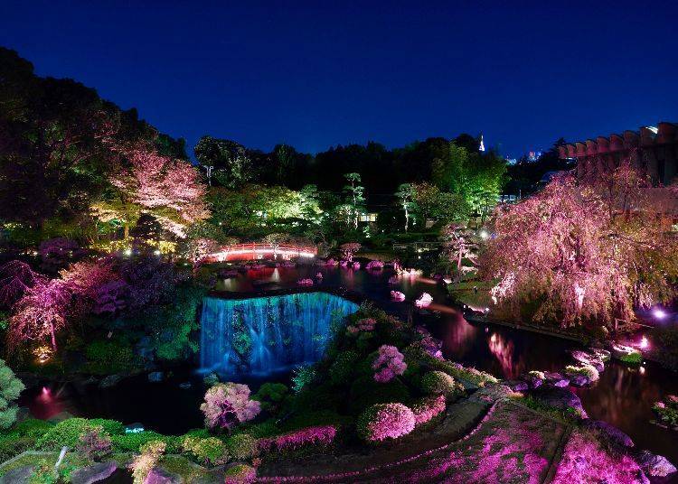 滿遍櫻花色燈光點亮了整座庭園 ※圖片僅供參考