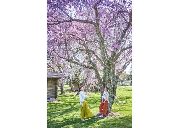 飯店的占地內種植了染井吉野櫻等大約300顆的櫻花樹