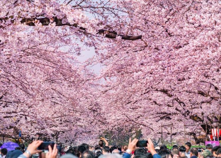 Ueno Park is crowded with many flower lovers every year.