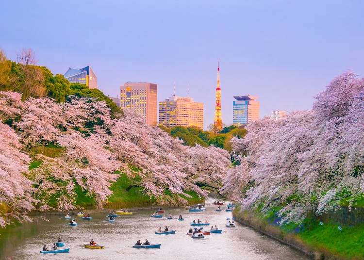 You can also enjoy the cherry blossoms from the water