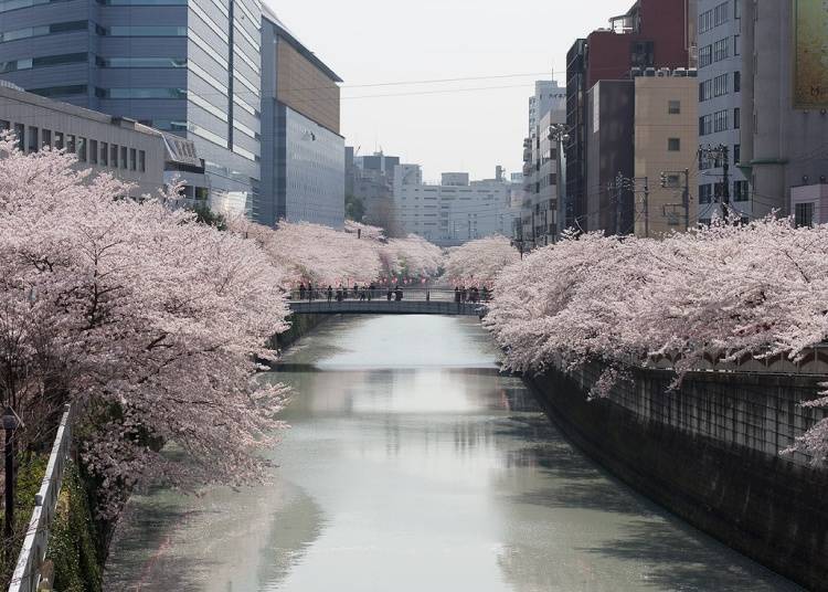 Cherry blossom trees along the Meguro River, stretching far into the distance.