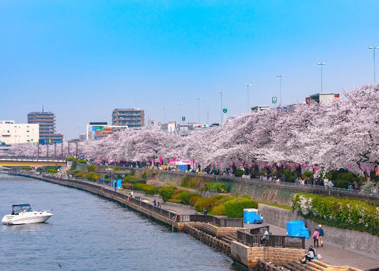 Enjoy the fully blooming cherry blossoms at the nearby Sumida Park (Image: PIXTA)