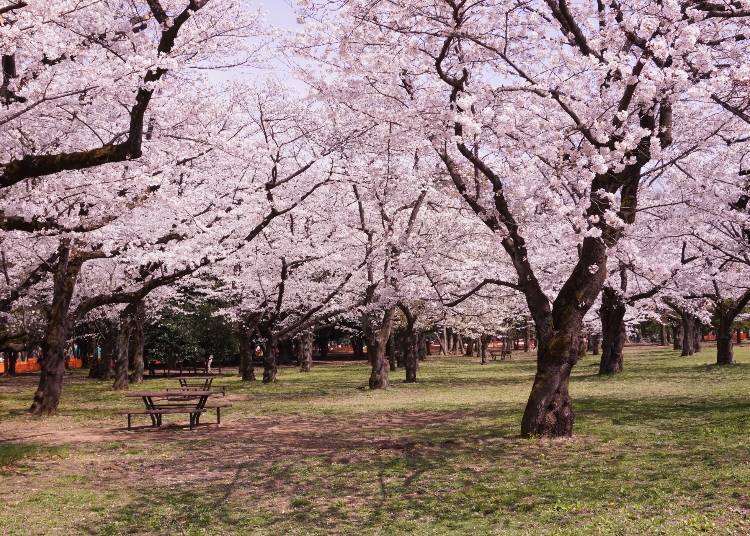 Yoyogi Park, one of the most popular flower viewing spots in Tokyo (Image: Photo AC)