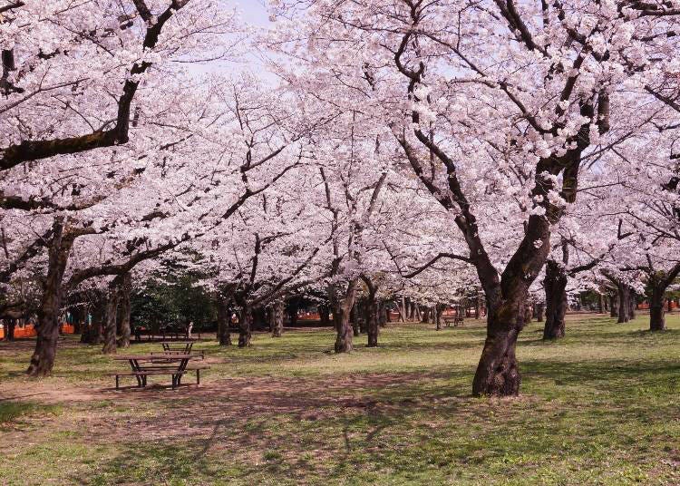 6. 代代木公園：「Dormy Inn PREMIUM 澀谷神宮前」徒步到公園櫻花樹下野餐超有日本感！