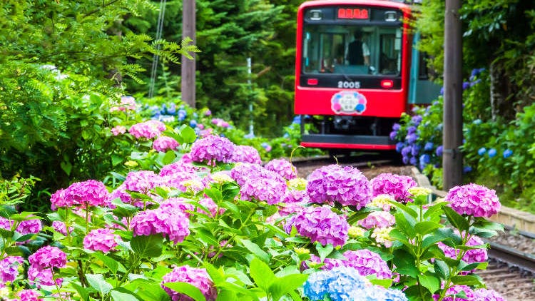 Enjoy Gorgeous Views at these 5 Hydrangea Gardens Near Tokyo (+Best Times for 2026)