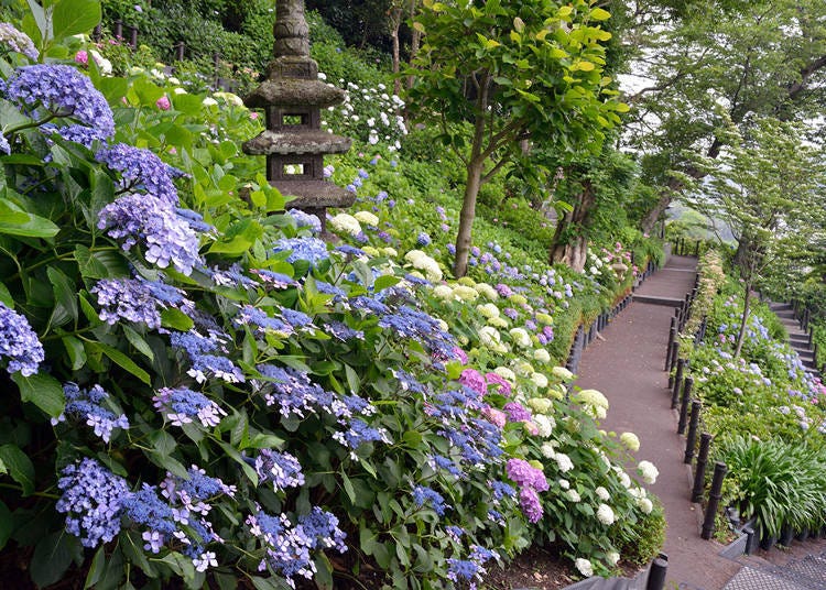 The sides of Kannonyama boast a huge assortment of hydrangea.