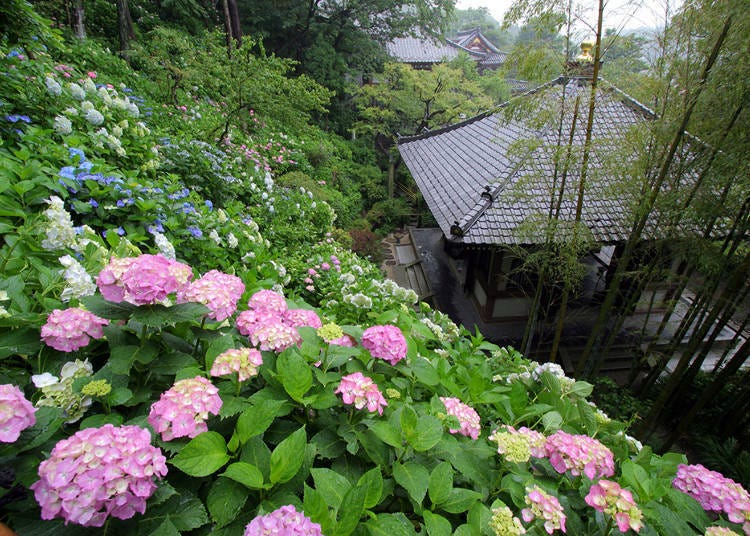 You can view 4 original species of hydrangea that were named at Hasedera Temple.