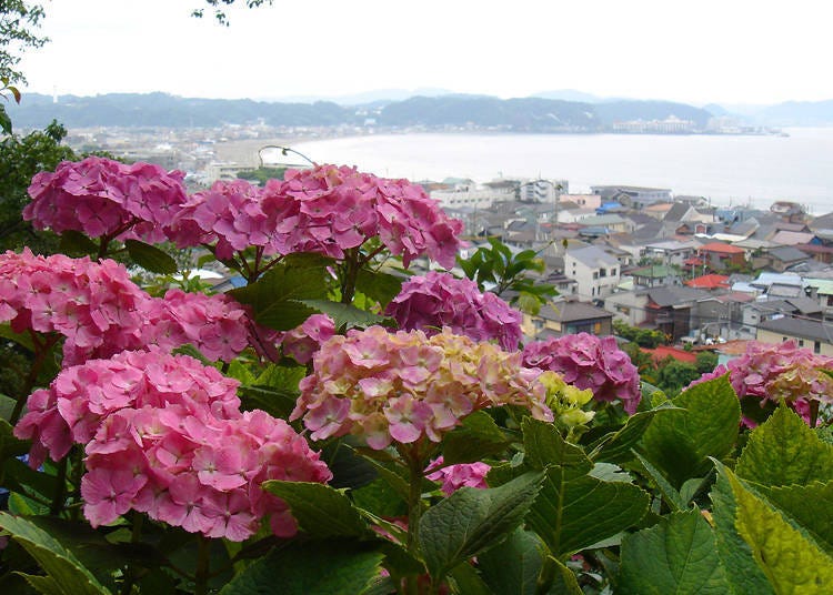 Hydrangea + ocean + the streets of Kamakura = the ultimate Japan views!