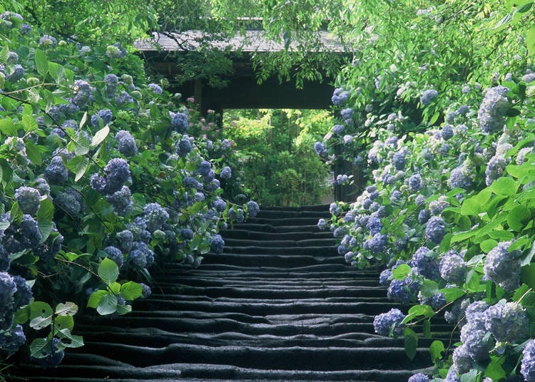 The walkway is lined on both sides by an eye-popping assortment of stunning hydrangea.