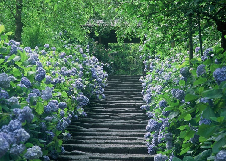 The mountains of Meigetsuin can be explored quietly and slowly if you arrive early during a weekday!