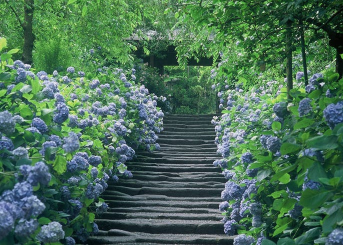 5 Magnificent Hydrangea Gardens Near Tokyo When To Go And What To Do Live Japan Travel Guide