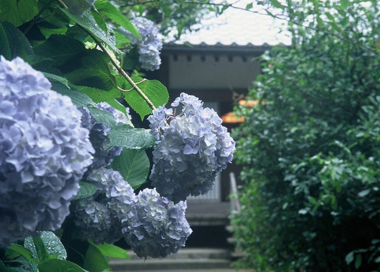 The soft and delicate texture of Meigetsuin Blue.