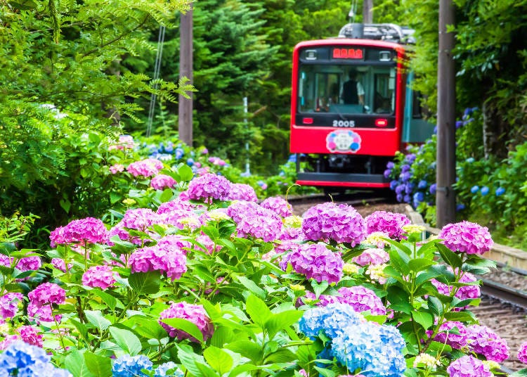 The red train, blue and purple hydrangea, and fresh greenery makes for amazing photography! Photo: PIXTA