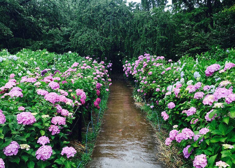 The hydrangeas burst with energy when it rains.