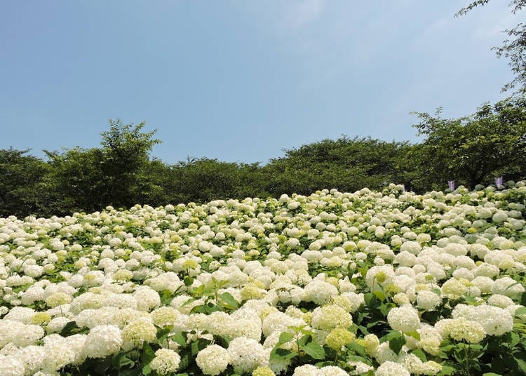 The sloping hills are totally engulfed by the white “Annabelle” hydrangea.