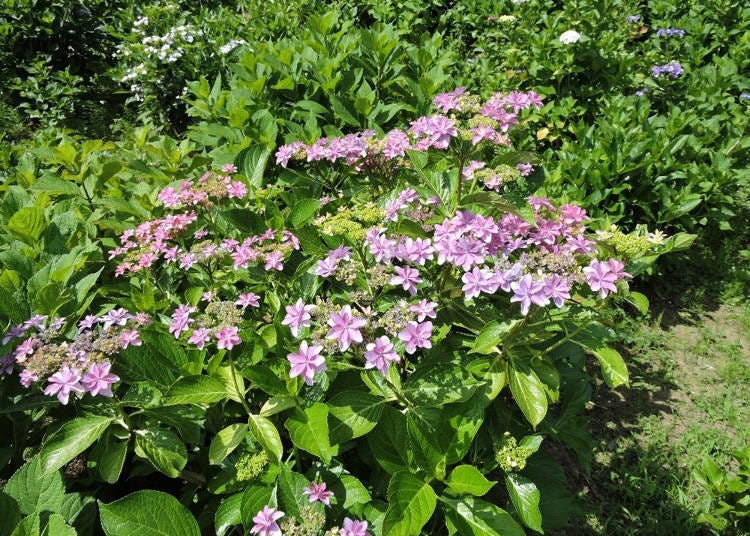 The “Dance Party” hydrangeas have delightfully cute pink petals.