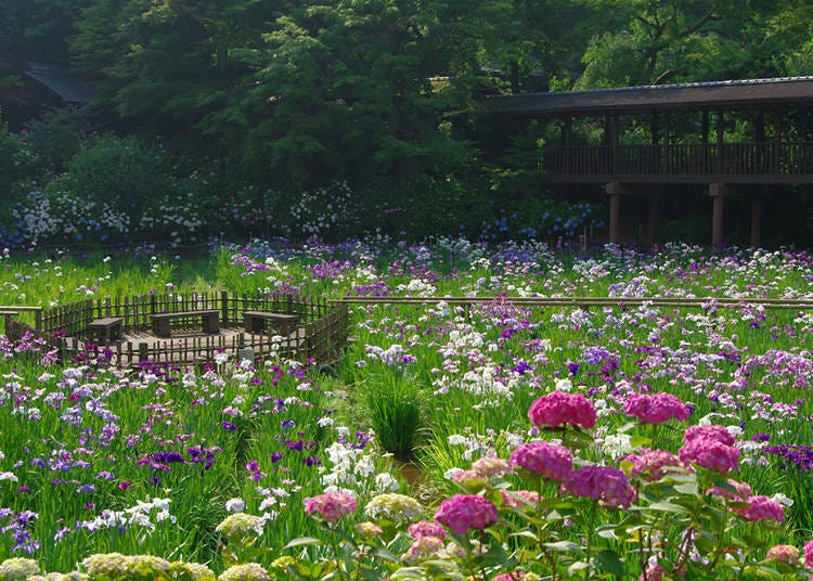 菖蒲池の中央の遊歩道では花菖蒲に囲まれて記念撮影ができます