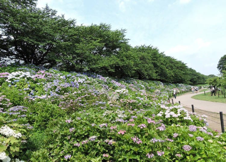 광장 ‘오모이데 히로바’를 산책하면서 연도에 피어있는 수국을 감상해 보자.