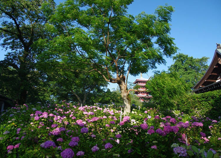 蓝色、紫色的绣球花与本土寺五重塔同框共筑的美丽画面
