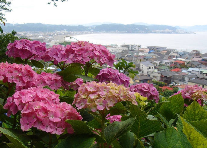 東京出發一日遊賞繡球花 鎌倉 箱根等景點5選 最佳賞花期 賞花重點一次懂 Live Japan 日本旅遊 文化體驗導覽