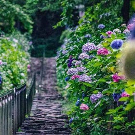 【栃木賞花一日遊】「太平山神社」繡球花祭＆「權現堂」白繡球花＆地下秘境「大谷資料館」｜東京出發
▶點擊預約
圖片提供：KKday Japan