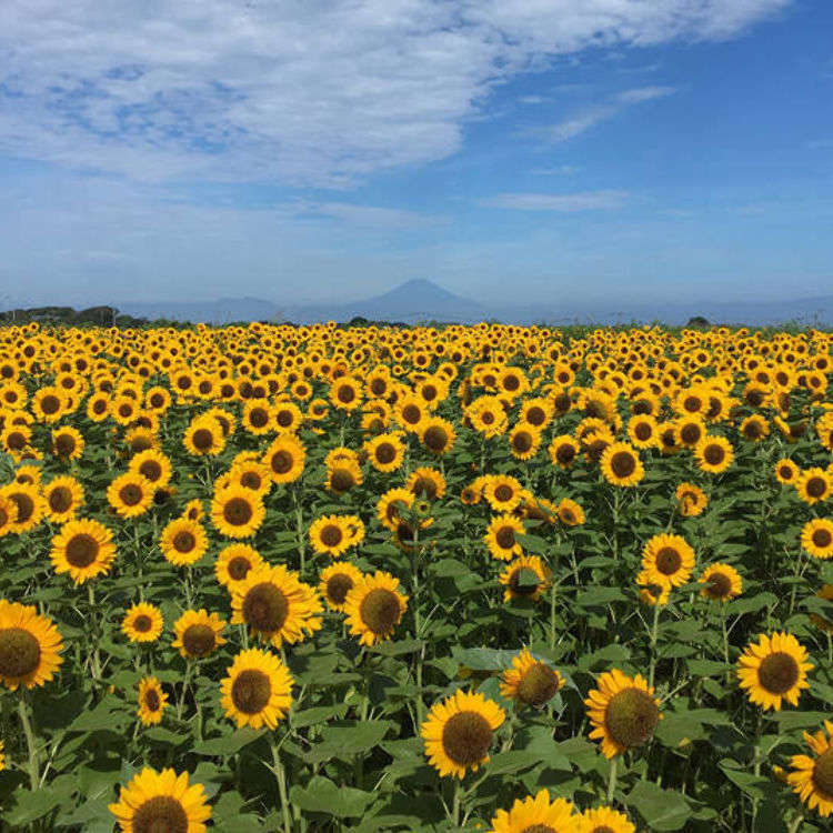 関東でおすすめのひまわり畑5選 東京 神奈川 千葉など夏の絶景を紹介 Live Japan 日本の旅行 観光 体験ガイド
