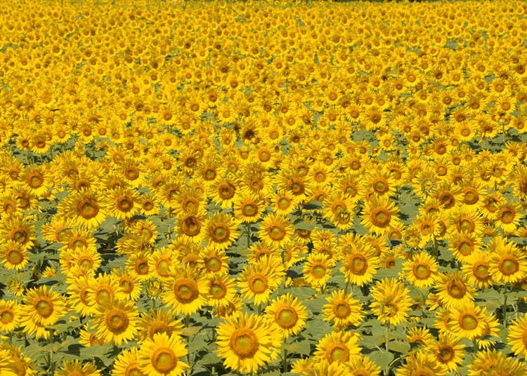 We recommend stopping by the Zama area where approximately 440,000 sunflowers bloom.