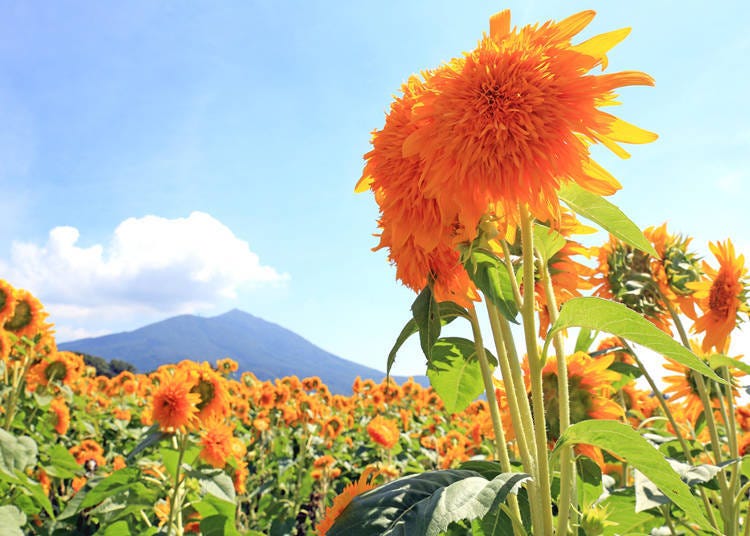 The main variety of sunflower found in this field is the double-blooming Tohoku yae sunflower.