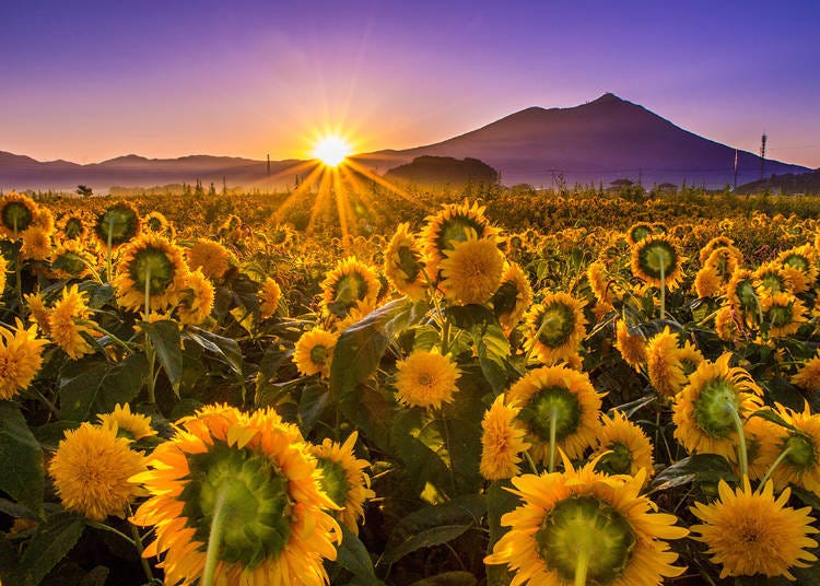 Sunflowers basking in the light of the sunrise along with a magnificent view of the beautiful Mount Tsukuba.