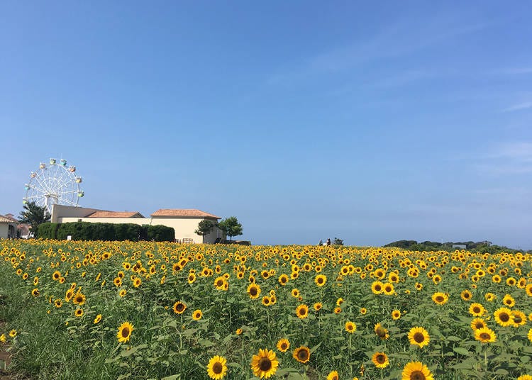 Enjoy scenery reminiscent to sunflower fields abroad.