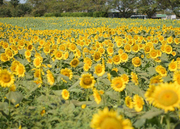 During the blooming period, over 900,000 sunflowers can be found throughout five facilities.