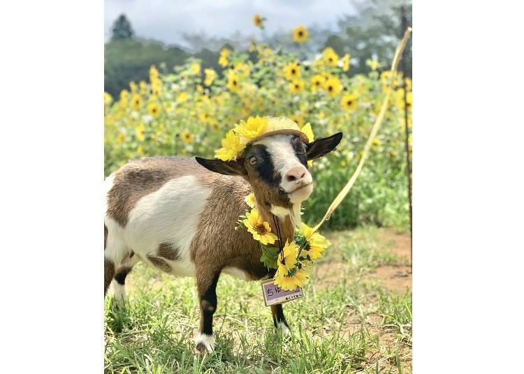 You can enjoy taking some photos with stylish goats at the sunflower field.