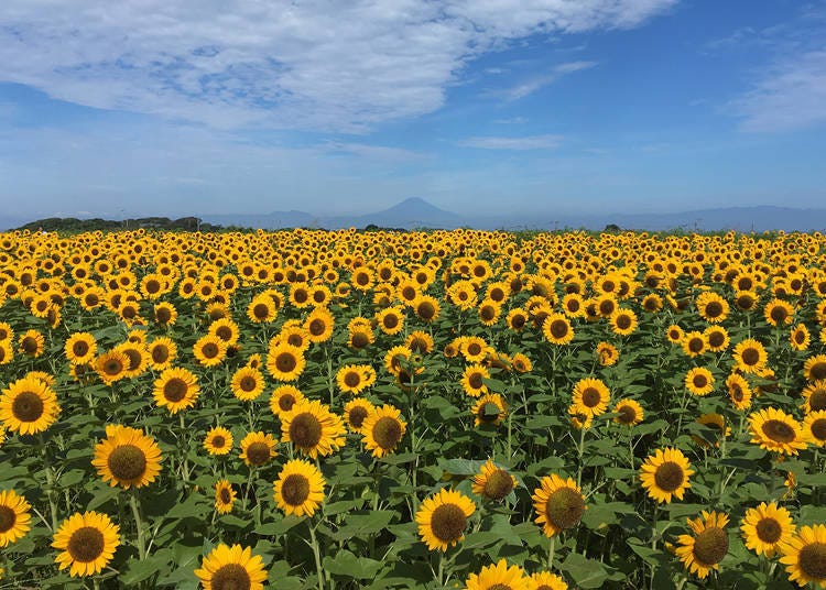 운이 좋으면 해바라기 밭 저 끝, 사가미만 너머로 후지산이 보일지도 모른다.