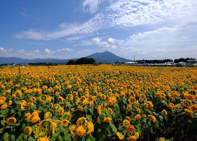 太阳花与大海 富士山的绝赞美景 东京 神奈川 千叶推荐向日葵花田5选 21 Live Japan 日本的旅行 旅游 体验向导