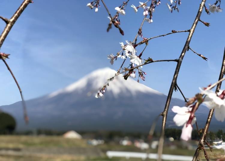 Though it had not fully bloomed that day, you can enjoy the cherry blossoms in spring.