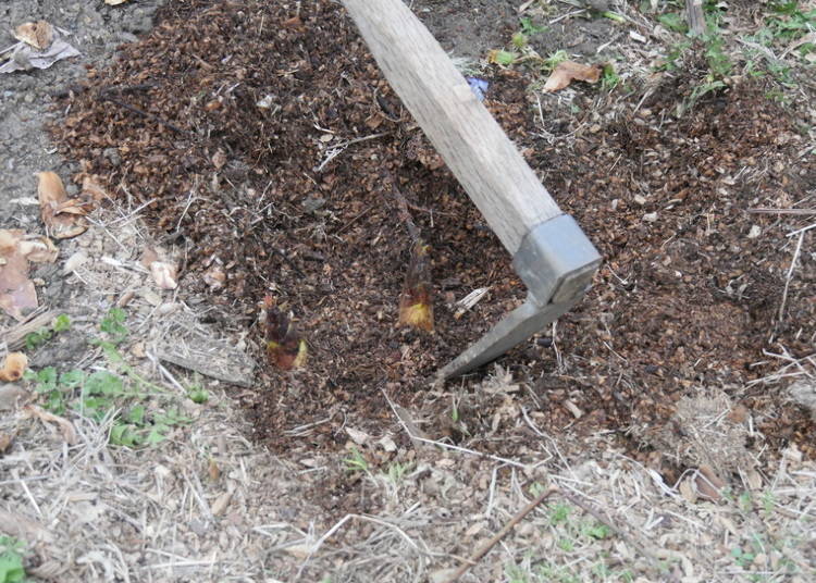 Dig up the soil bit by bit around it with a hoe, then pull it up whole!