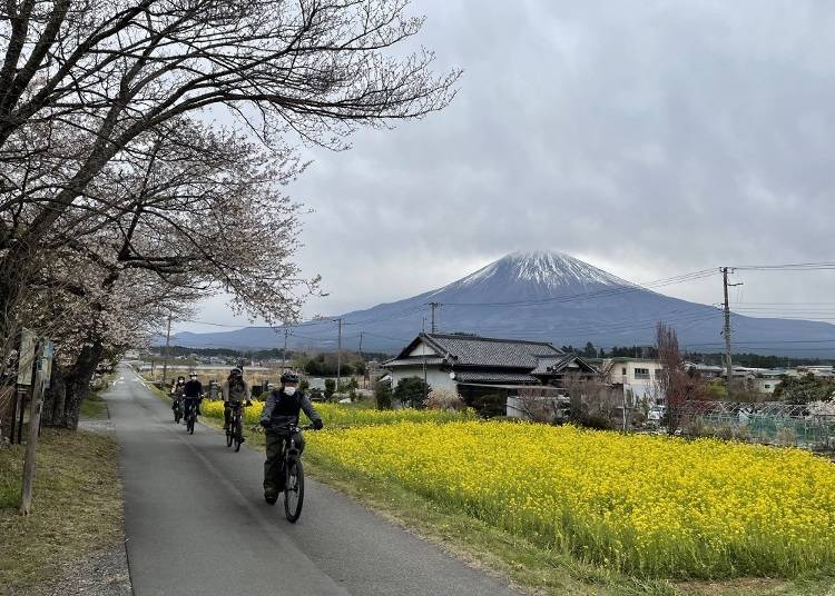 幸運看見富士山與櫻花、油菜花田同框的迷人美景。