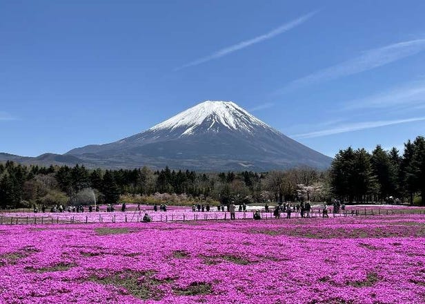 [2024]富士山周邊春天必去景點10選！享受春光無限的美景～