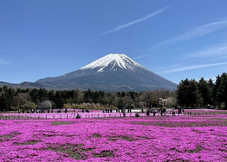 新名所から空中散歩も 富士山周辺の 春の絶景スポット 5選 Live Japan 日本の旅行 観光 体験ガイド