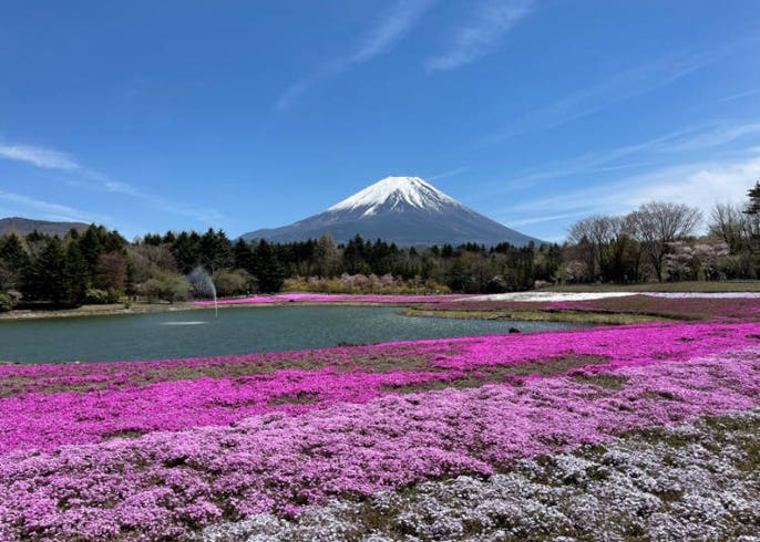 2021最新 享受春光无限的美景 富士山周边春季必赏景点5选 Live Japan 日本的旅行 旅游 体验向导