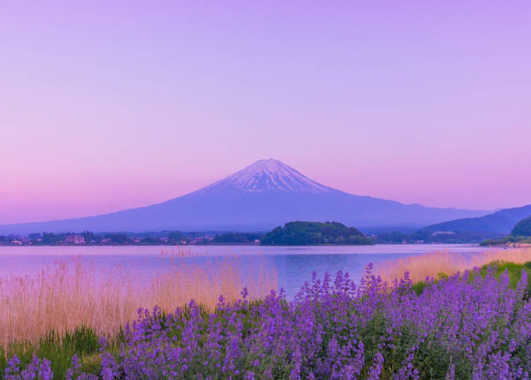 18. Enjoy a fragrant delight: Lake Kawaguchiko Herb Festival