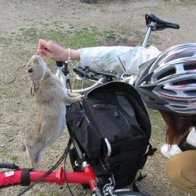 Book Now ▶ Rabbit Island and Cycling Experience in Hiroshima
Image: KLOOK