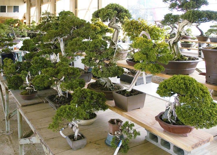 香川県鬼無植木盆栽センター市場