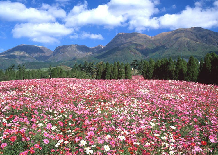 10. Kuju Flower Park