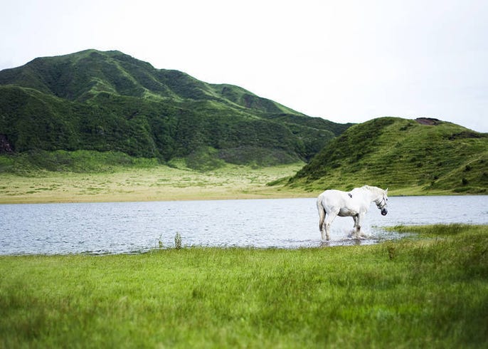 17 Fun Things To Do In Kumamoto Places To Go Local Food Sightseeing Tips Live Japan Travel Guide
