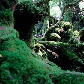 Yakushima Private Island Sights Tour with ENG Speaking Guide
Details & Bookings ▶