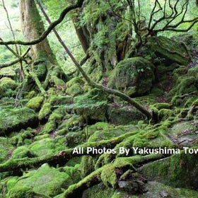 Yakushima 1day SHIRATANI UNSUIKYO Walking with ENG Speaking Guide
Details & Bookings ▶