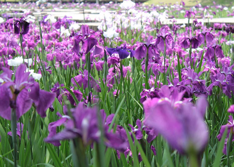 15. Iris Flower Festival (Late May/Early June)