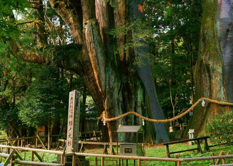 18. Sugi-no-Osugi Japanese Cedar